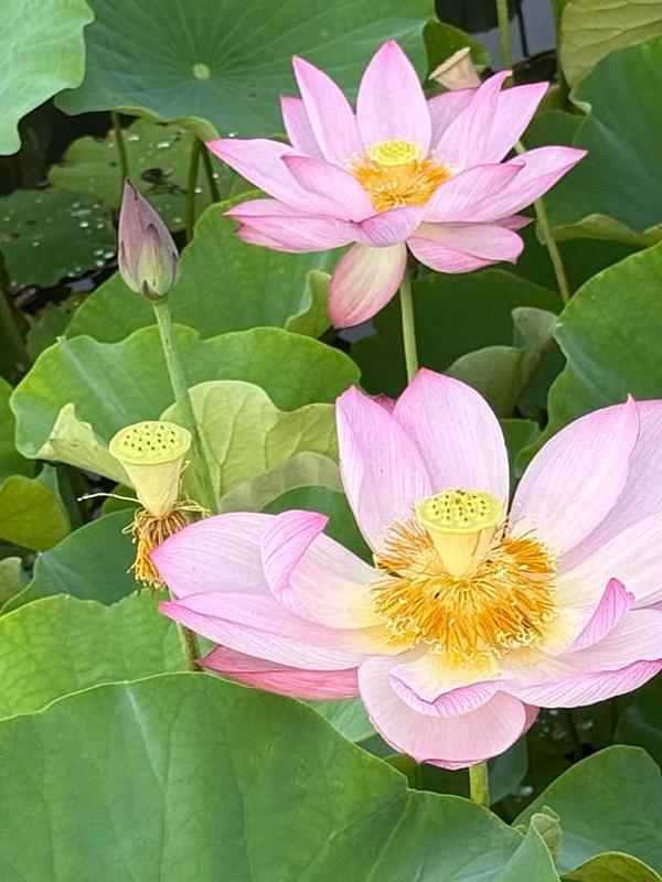 佐藤千尋(ちひろ)の写メ日記画像